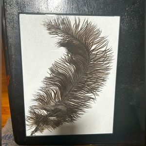 Framed Octrich Feather